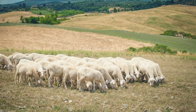 pecore-capre-ovicaprino-toscana-ambiente