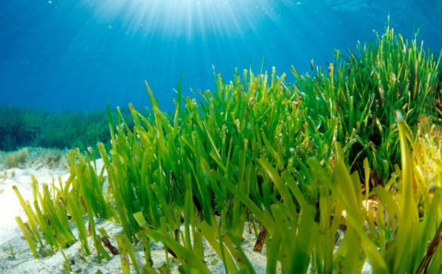 pisidonia-oceanica-toscana-ambiente