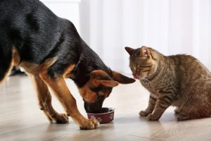 Cane e gatto con cibo