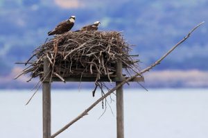 La coppia di falchi pescatori dell'Oasi Wwf laguna di Orbetello (foto di Fabio Cianchi)