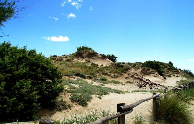 Le dune di Tirrenia (foto Wwf Toscana)