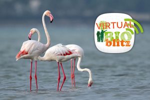 virtual-bioblitz-Grosseto-Toscana-ambiente