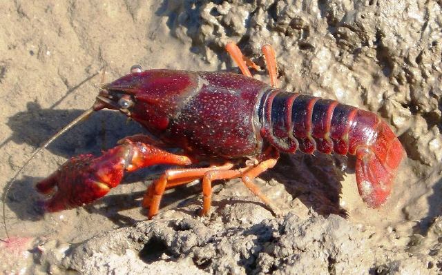 Il gambero rosso della Louisiana