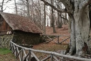 faggio-mannolini-garfagnana-toscana-ambiente