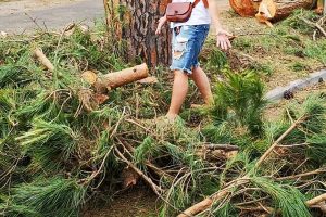 taglio-pini-abbattimento-grosseto-toscana-ambiente