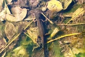 Tritone in un fosso della Pineta di Levante (Foto Anbi, Ass. Naz. Consorzi di Bonifica)