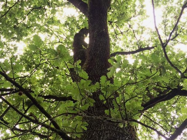 quercia_toscana ambiente