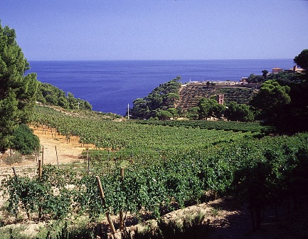 Gorgona, vigneto Toscana-ambiente