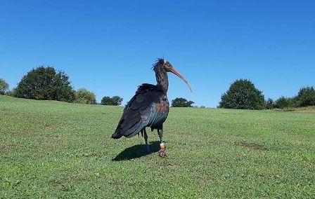 Foto da pagina Facebook Centro Rapaci Lipu Mugello