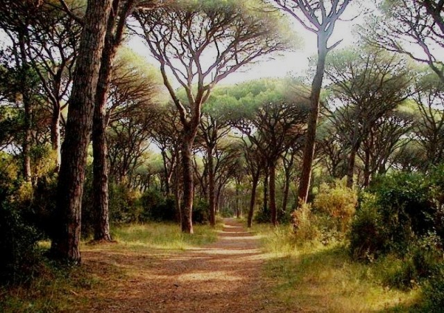 Pinete maremmane Toscana-ambiente