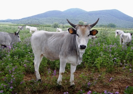 Tenura Alberese vitello maremmano