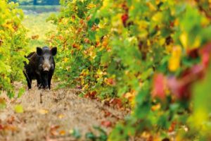 emergenza ungulati cinghiale vigna