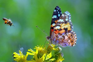 Impollinatori, Bionet Parks, api, farfalle, Portoferraio, isola d'Elba, Toscana, ambiente.