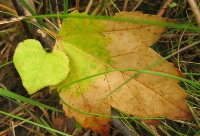 Foglia-cuore-autunno