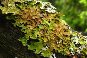 Lobaria pulmonaria, lichene, San Rossore, Pisa, ecosistema, Toscana ambiente.