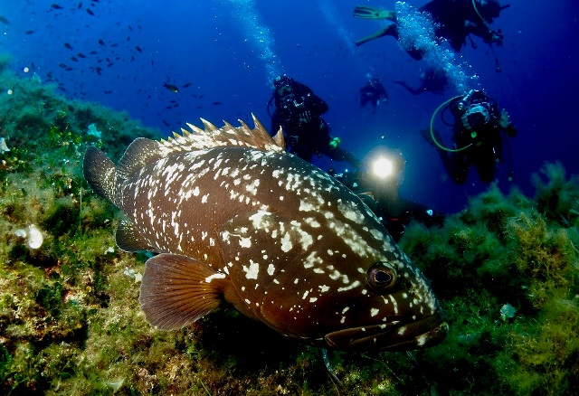 Cernia-Arcipelago-toscano