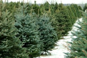 Albero di Natale, Toscana ambiente