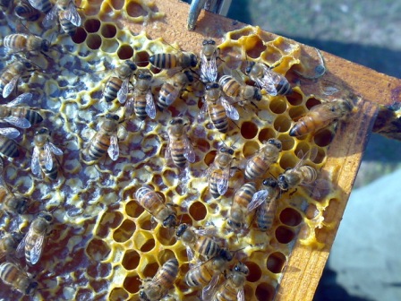 api-Toscana-biologica