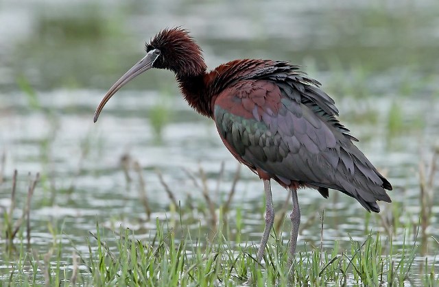 Il piccolo frutteto popolare nel parco abbandonato di Tor de' Schiavi