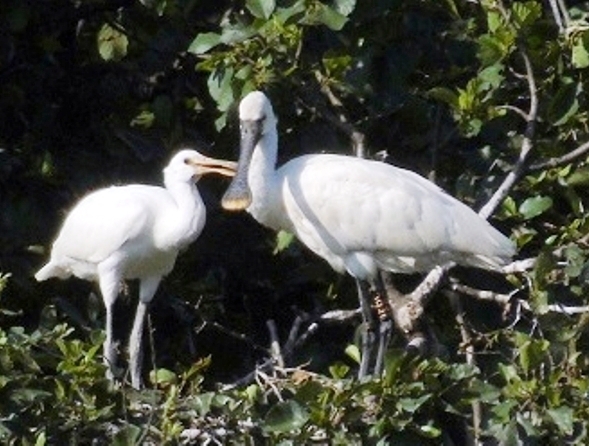 prima_Spatola_nata_in_toscana