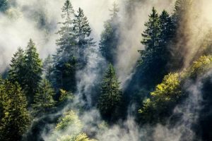 Università di Firenze: il 60% delle foreste europee è a rischio