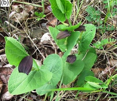 farfalle Aristolochia