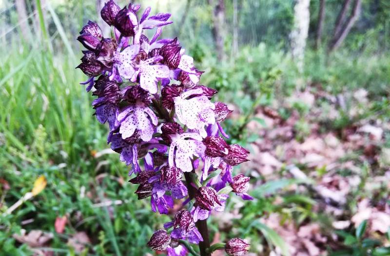 orchidea spontanea-Chianti