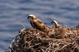 falco pescatore-coppia