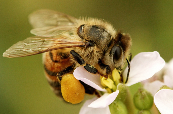 Senza impollinatori meno fiori selvatici, allarme diminuzione dei semi del 20 - 50%.