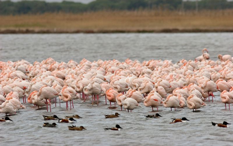 Fenicotteri Orbetello_Wwf