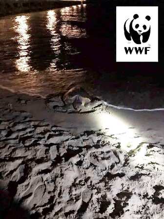Foto da pagina Facebook Oasi WWF dune Forte dei Marmi