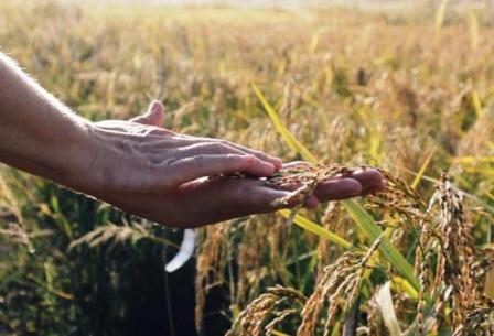 Semi_grano_biodiversità