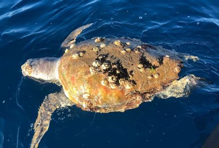 La Caretta caretta trovata morta a Marina di Vecchiano