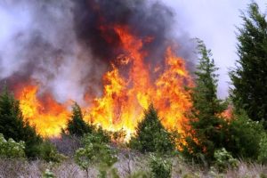 incendio-incendi-boschivi