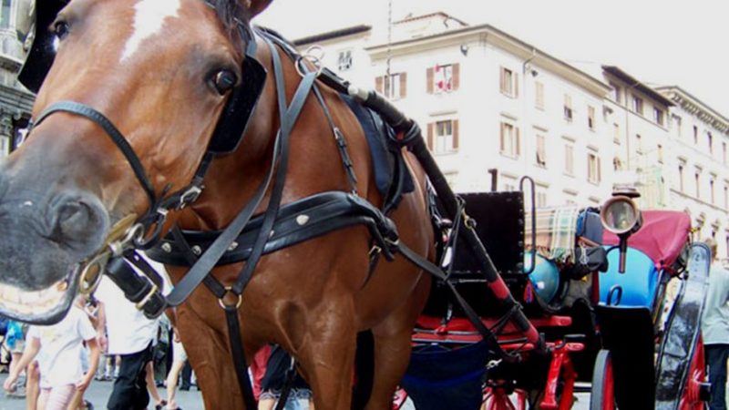 Barroccio-cavallo-Firenze