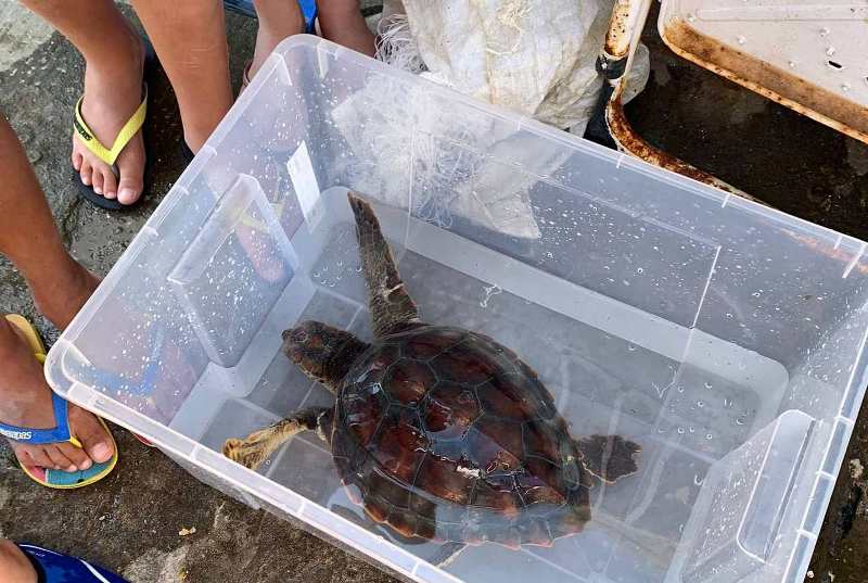 Tartaruga salvata Livorno