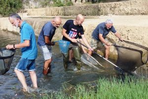 salvataggio-pesci-torrente-Pesa