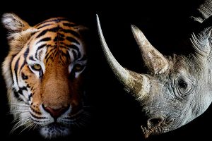 Fotografia, animali e ambiente ancora protagonisti al Siena Awards con Steve Winter e Brent Stirton