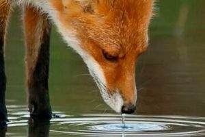 Animali selvatici, i volontari del Vab Montemurlo riforniscono di acqua la fauna mentre quelli del Cetras di Empoli organizzano due liberazioni di rapaci.