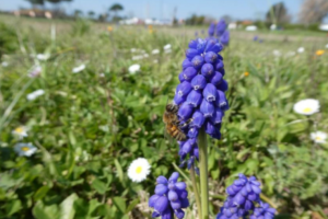 impollinatori declino -toscana ambiente