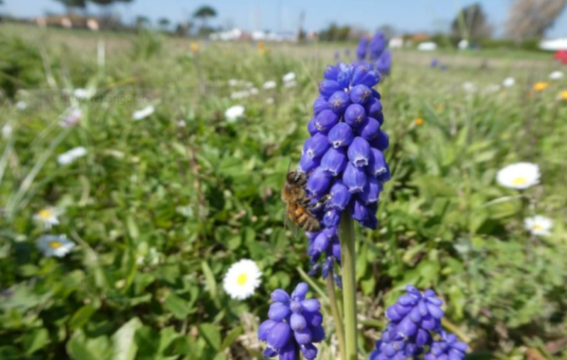 impollinatori declino -toscana ambiente