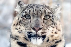 In Mongolia l'aumento degli allevamenti di capre minacciano il leopardo delle nevi.