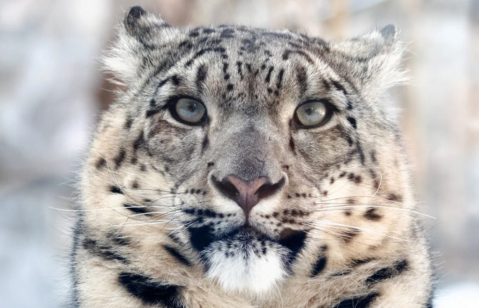 In Mongolia l'aumento degli allevamenti di capre minacciano il leopardo delle nevi.