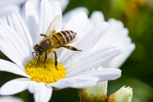 Lastra a Signa si candida a Comune difensore delle api