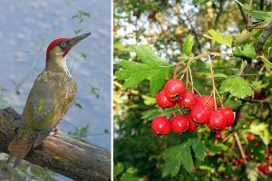 Birdgarden, a Empoli un'occasione per imparare a ospitare fiori e animali