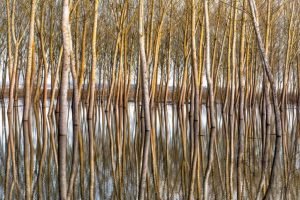 Padule concorso fotografico Toscana-ambiente