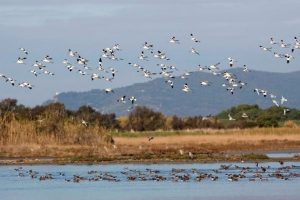 Biodiversità regionale_Toscana-ambiente