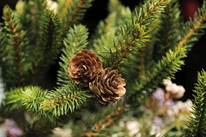 L'albero di Natale naturale deve avere lunga vita per essere ecologico