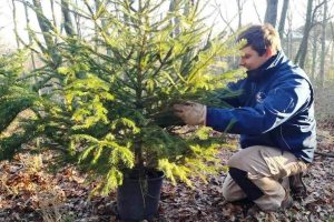 tree sitting Natale_Toscana-ambiente