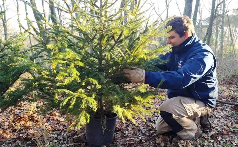 tree sitting Natale_Toscana-ambiente